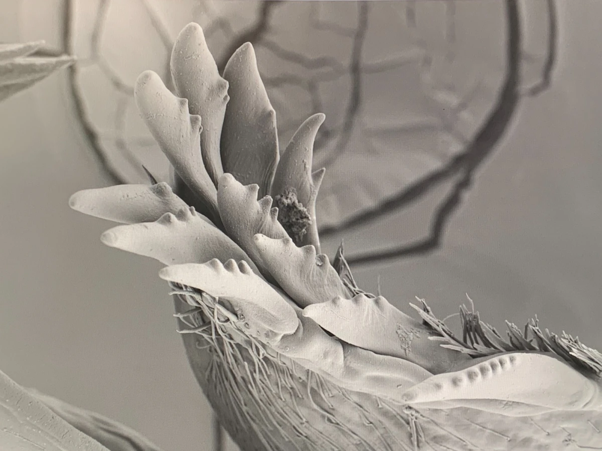 Giulia Iacolutti en collaboration avec le Centre Interdépartemental de Microscopie Avancée – CIMA de l’Université de Trieste, <em>Sans titre,</em> 2023. © Giulia Iacolutti