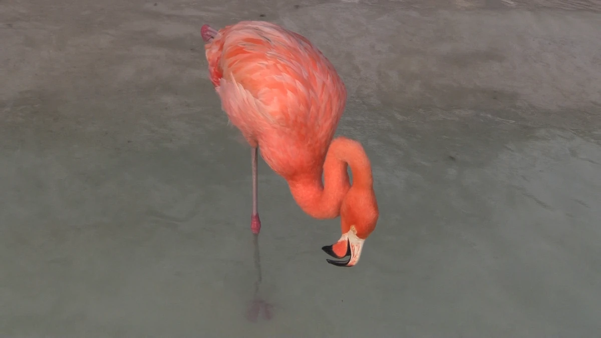 DITLEARN - Laure Prouvost**