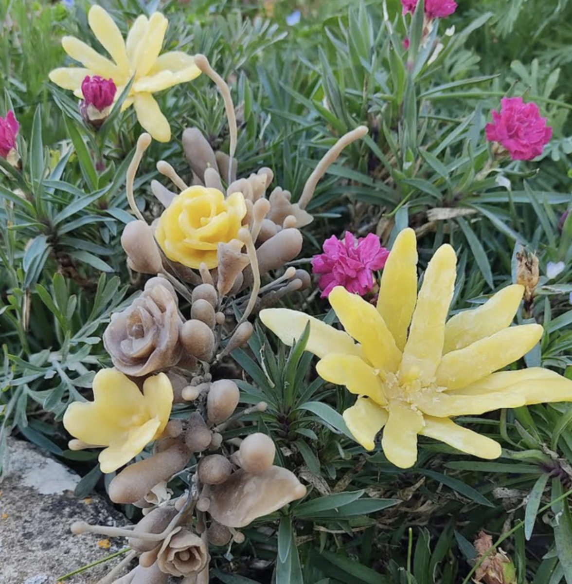 ©Tiphaine Calmettes