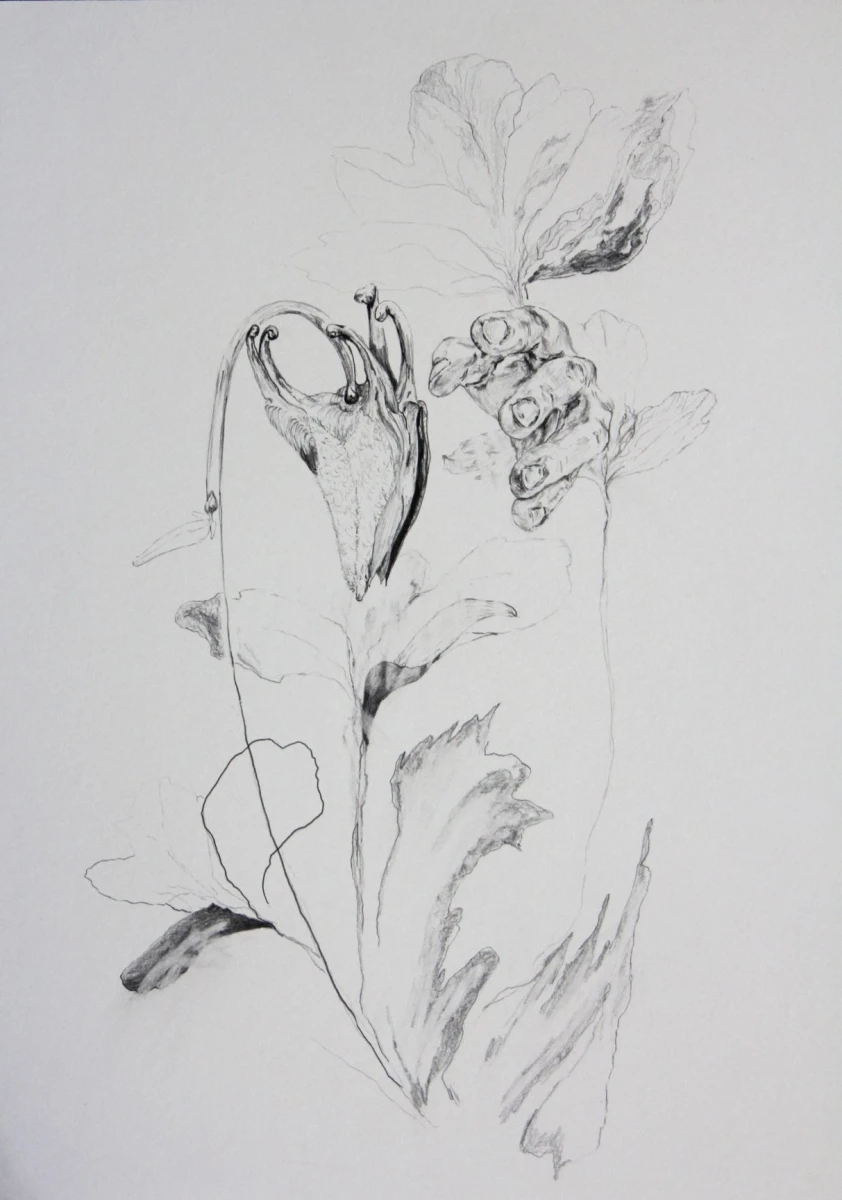 Nathalie Noé Adam, <em>Toxic</em>, crayon graphite sur papier, 2021